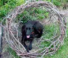 Lynn's dog, Button, in the huge pod she made