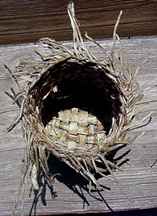 kudzu and iris basket by pamela