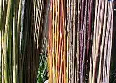 Many shades of Willow