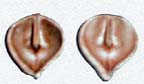 Heart Nut